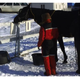 Three of the 23 horses involved in the experiment. (Image: Cecilie M. Mejdell et al., 2016)